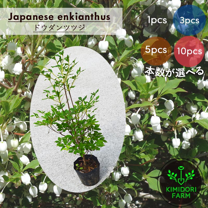 メラレウカ お茶天然木