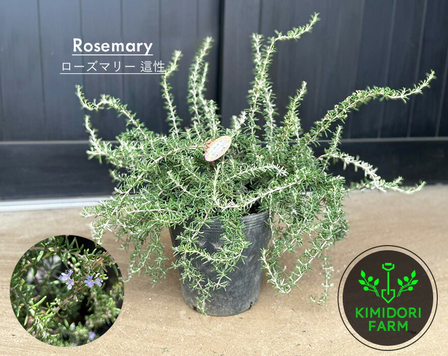 楽天市場】アカシア フェニックスゴールド フロリバンダ 約40-60cm