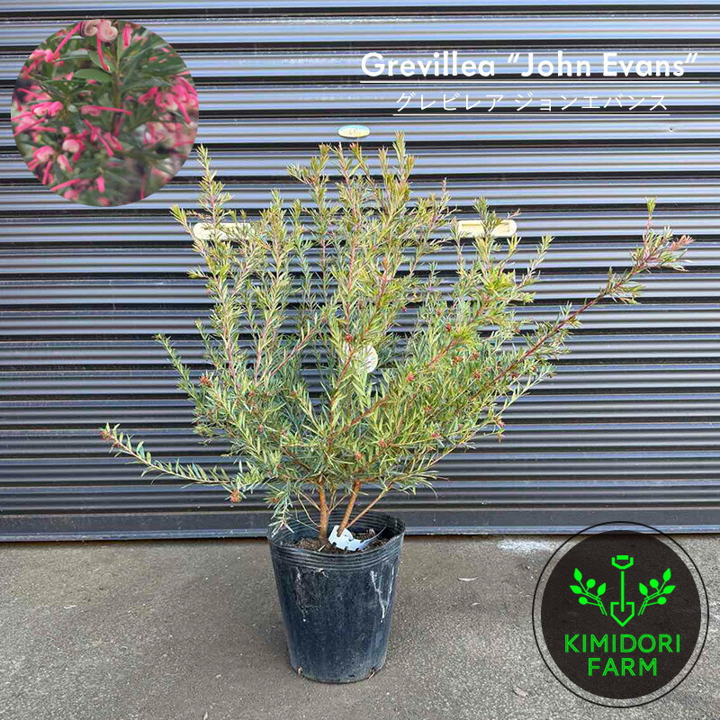 楽天市場】アカシア フェニックスゴールド フロリバンダ 約40-60cm