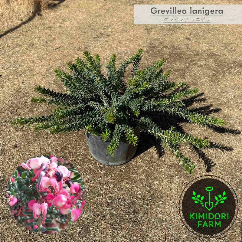 ラニゲラ グレビレア オージープランツ グレヴィレア 植木 苗木 庭木 ガーデニング オーストラリア ネイティブプランツ 植物 おしゃれ 鉢植え 庭植え エクステリア インテリア グリーン