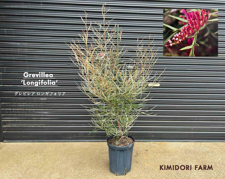 楽天市場】グレビレア ロンギフォリア グレヴィレア オージープランツ