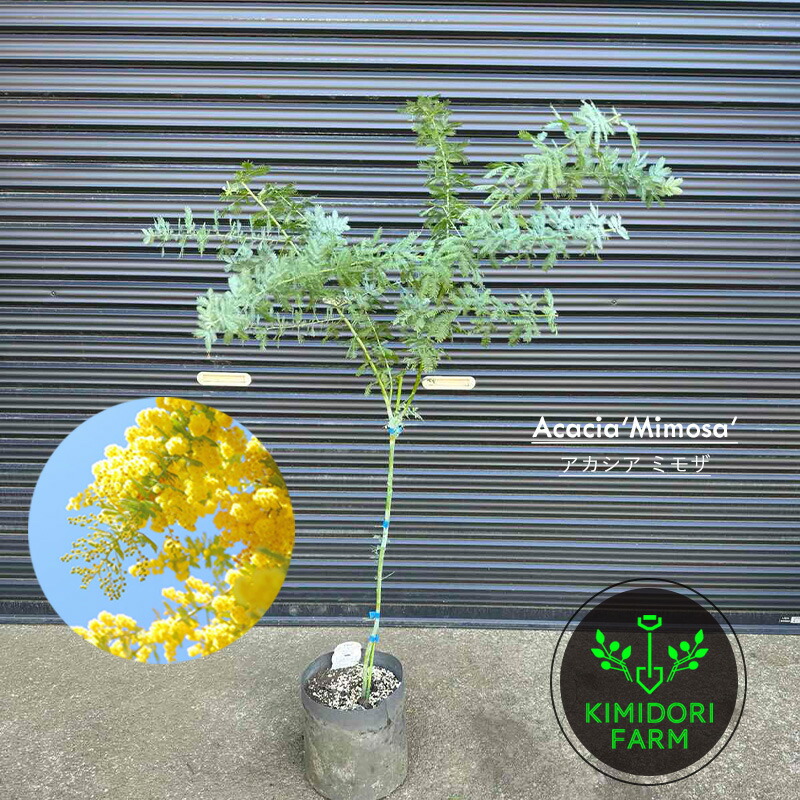 アカシアミモザ 約5m 楽天市場】フサアカシア 5号鉢 ミモザ アカシア 植木 苗木 寄せ植え