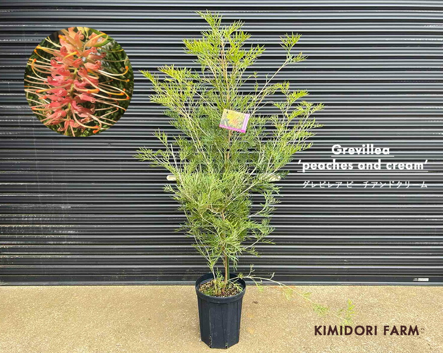 楽天市場】アカシア フェニックスゴールド フロリバンダ 約40-60cm