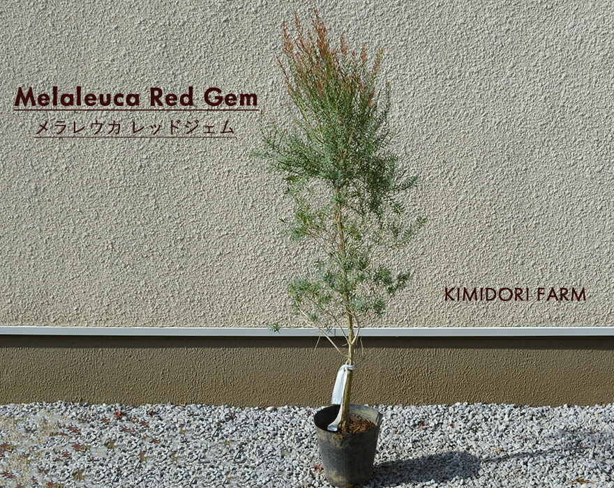 メラレウカ レッドジェム 約110-130cm 人気 おしゃれ 観葉植物 鉢植え 花 植木 苗 苗木 シンボルツリー 目隠し 庭木 ガーデニング エクステリア 新築 シルバー 常緑 鉢 木 常緑樹 新築 記念樹 お祝い 新築祝い 育てやすい クリスマス