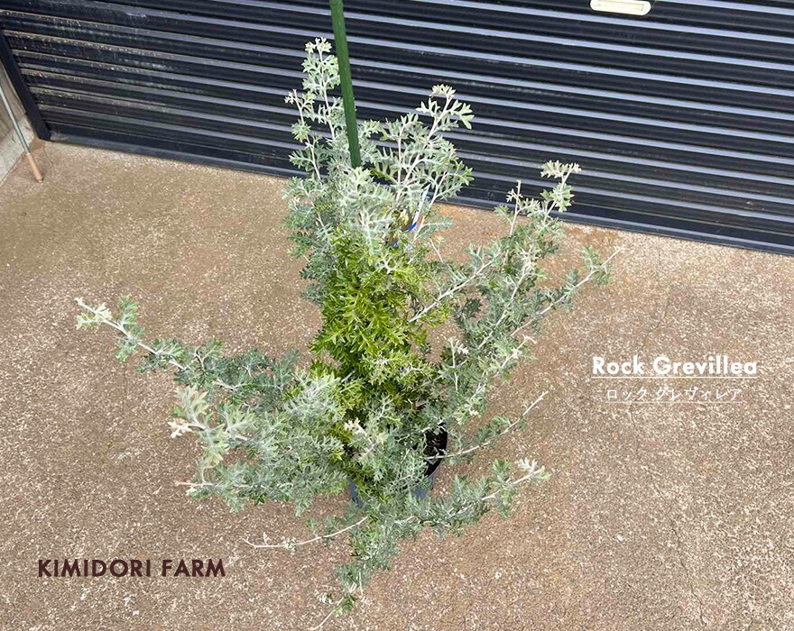 楽天市場】グレビレア ロック ロックグレビレア グレビリア オージー