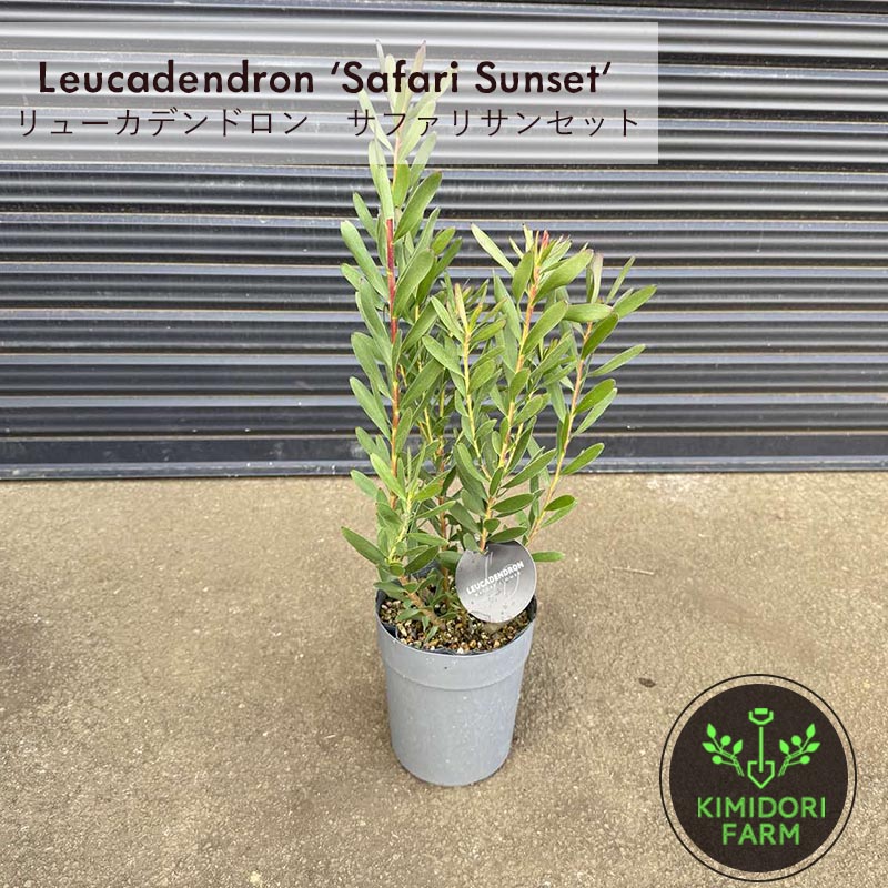 楽天市場】予約販売 リューカデンドロン サファリサンセット 13.5cm