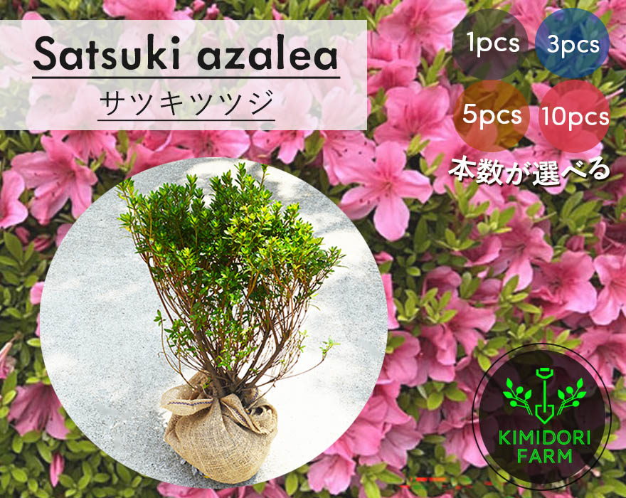サツキツツジ 1本 3本 5本 10本 セット 選べる本数 サツキ さつき つつじ 皐月躑躅 植栽 植木 庭木 低木 ガーデニング 丈夫 日向 日陰 花 苗木 肥料