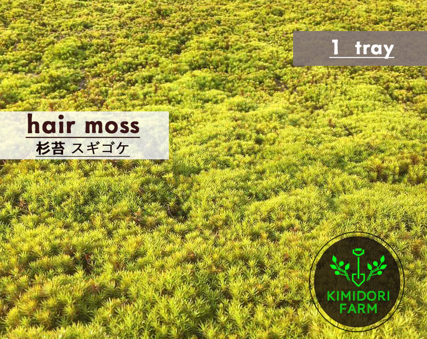 楽天市場】スギゴケ 杉苔 1平米 60cm×30cm(トレー6枚) 1箱 コケ 園芸