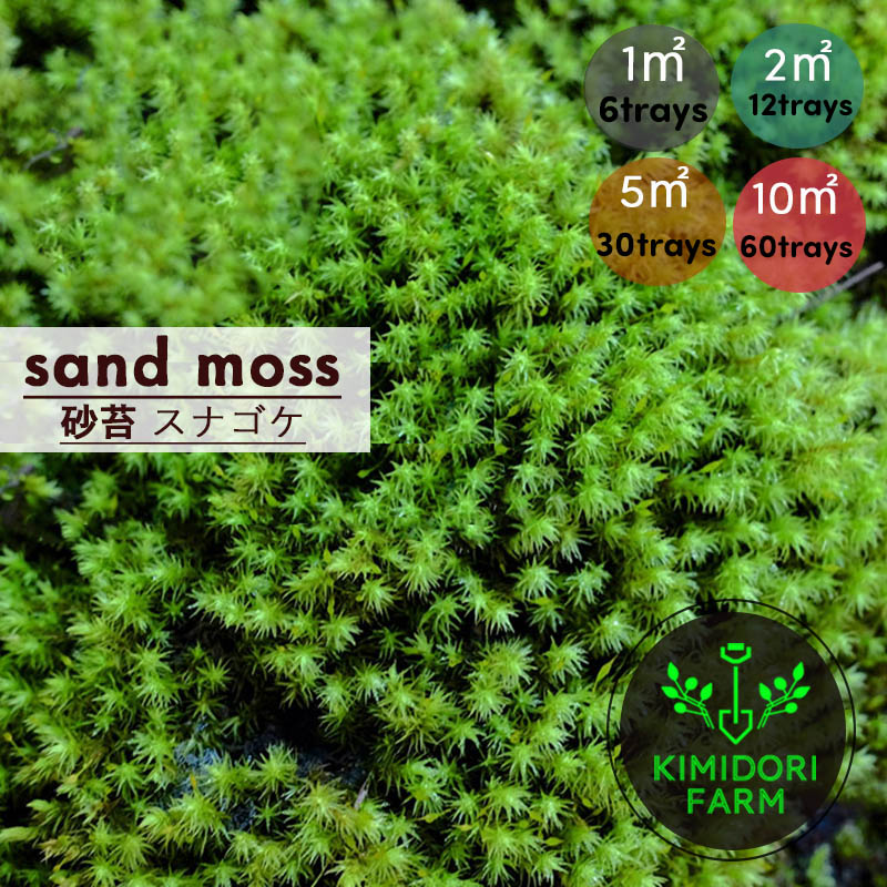 メラレウカ 紅茶天然木