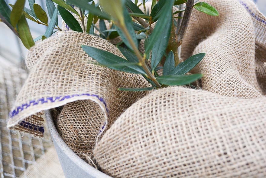 楽天市場 麻布 ジュートクロス 57cm m グリーンテープ 緑化テープ 根巻 麻の布 リネン Linen Jute フリークロス ガーデニング 土隠し おしゃれ インテリア ポット 植木鉢 フラワーアレンジメント ドライフラワー スワッグ 養生 雪囲い 材料 ベランダ ウッドデッキ