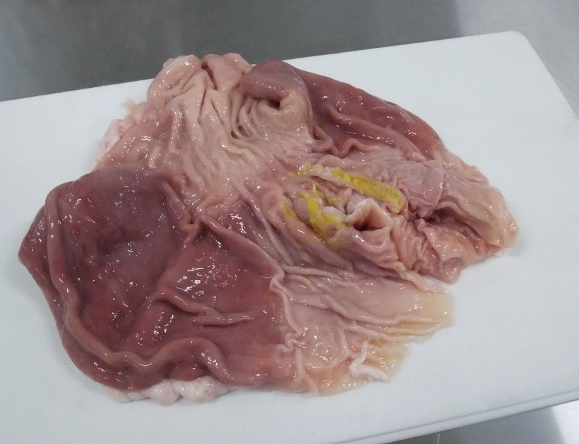 楽天市場 豚内臓 豚ガツ 胃 1頭分 450 600g 国産 豚肉 希少部位 販売 新鮮 生 冷凍 君乃家