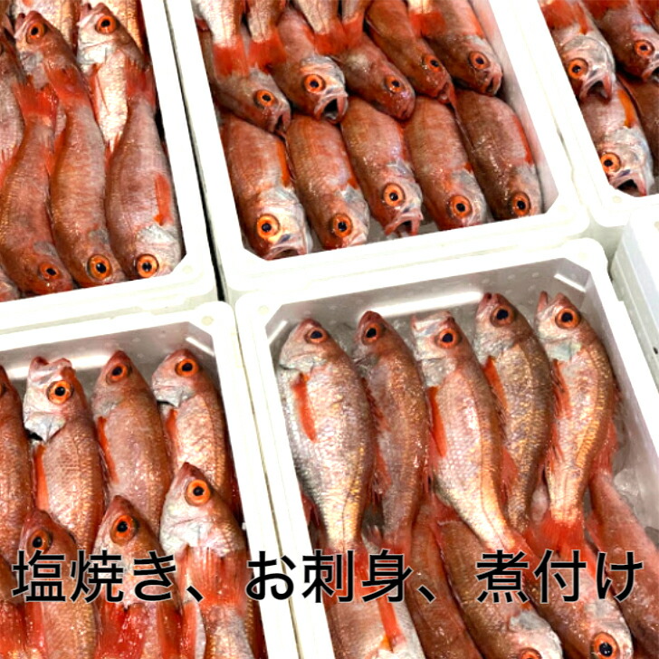 市場 のどぐろ 大サイズ 父の日 下処理済み 母の日 ギフト ノドグロ 急速冷凍 プレゼント 合計約1kg 約250g 4匹