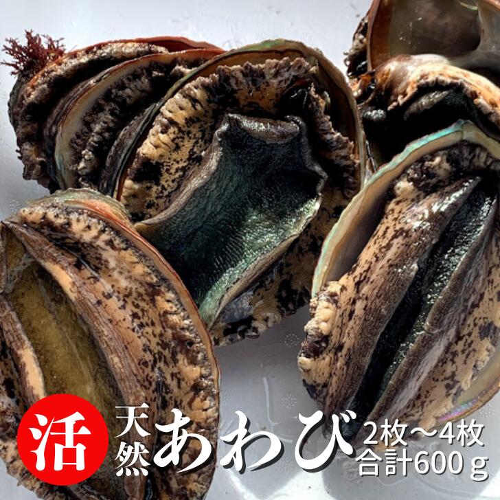 活 あわび 合計600g (2~4個) 父の日 貝 魚介 海鮮 お刺身 お造り ステーキ 蒸しアワビ 鮑 黒アワビ 赤アワビ アワビ 山陰境港 母の日 敬老の日 ギフト