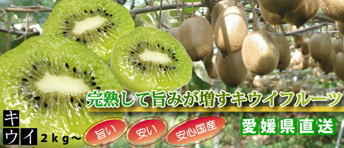 楽天市場】～甘みが増す木成り完熟～愛媛県産キウイフルーツ2kg