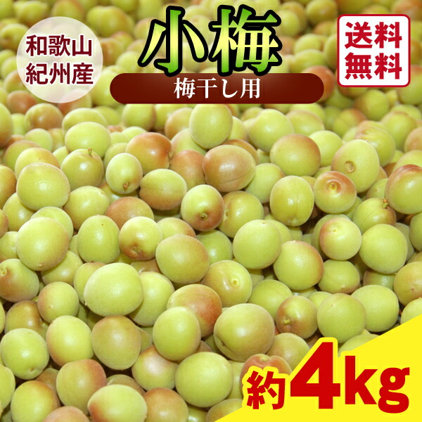 【送料無料】＜梅干し用＞紀州産小梅（2Lサイズ） 約4kg ★和歌山県の農協　ＪＡ紀南　より　安全安心　な小梅をお届けします♪青梅　生梅　小梅干し　梅仕事　梅しごと　産地直送　和歌山県産　紀州産　小粒　新鮮　予約販売　ウメ　紀南