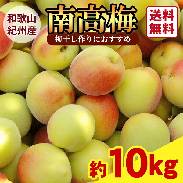 【送料無料】＜遅め発送＞紀州産南高梅　2Lサイズ　3Lサイズ　約10kg【梅干し作りにおすすめ】★選べる2サイズ ★　JAわかやま　ＪＡ紀南　青梅　梅仕事　梅しごと　産地直送　紀州南高梅　黄色め　生梅　新鮮　予約販売　和歌山県産　手作り梅干し　梅ジャム