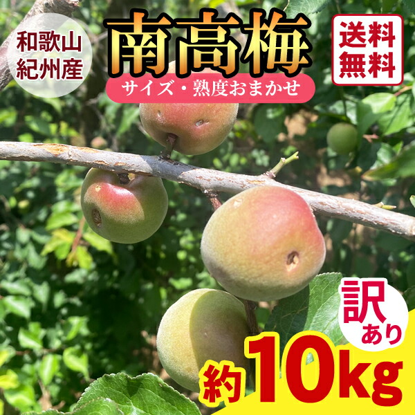 【送料無料】＜訳あり＞紀州産南高梅　2Lサイズ　3Lサイズ　約10kg　★サイズおまかせ ★　キズあり　ワケあり　ＪＡ紀南　青梅　梅仕事　梅しごと　産地直送　紀州南高梅　黄色め　生梅　新鮮　予約販売　和歌山県産　手作り梅干し　梅ジャム