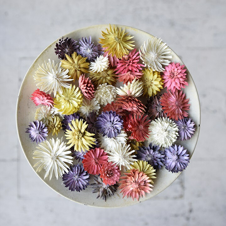 楽天市場】大地農園 チーゼルフラワー 全2色 【 ドライフラワー ハー