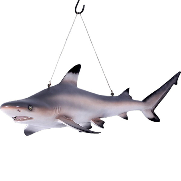 動物 オブジェ ツマグロ インテリア イベント ディスプレイ Black Tip Reef Shark|Gracious
