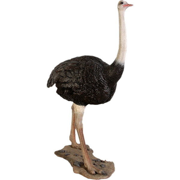 毛の荒物 オブジェ 駝鳥 室内装飾 でき事 見せびらかす Ostrich