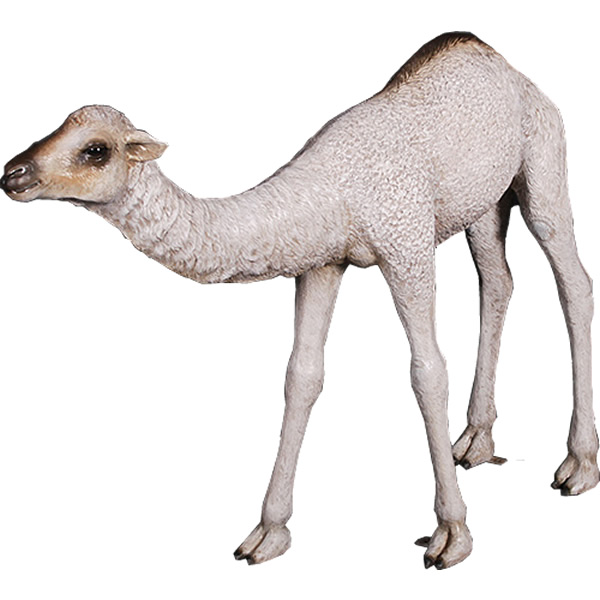 毛の荒物 オブジェ ひとコブ駱駝の赤ちゃん 室内装飾 でき事 見せびらかす Dromedary Camel Calf