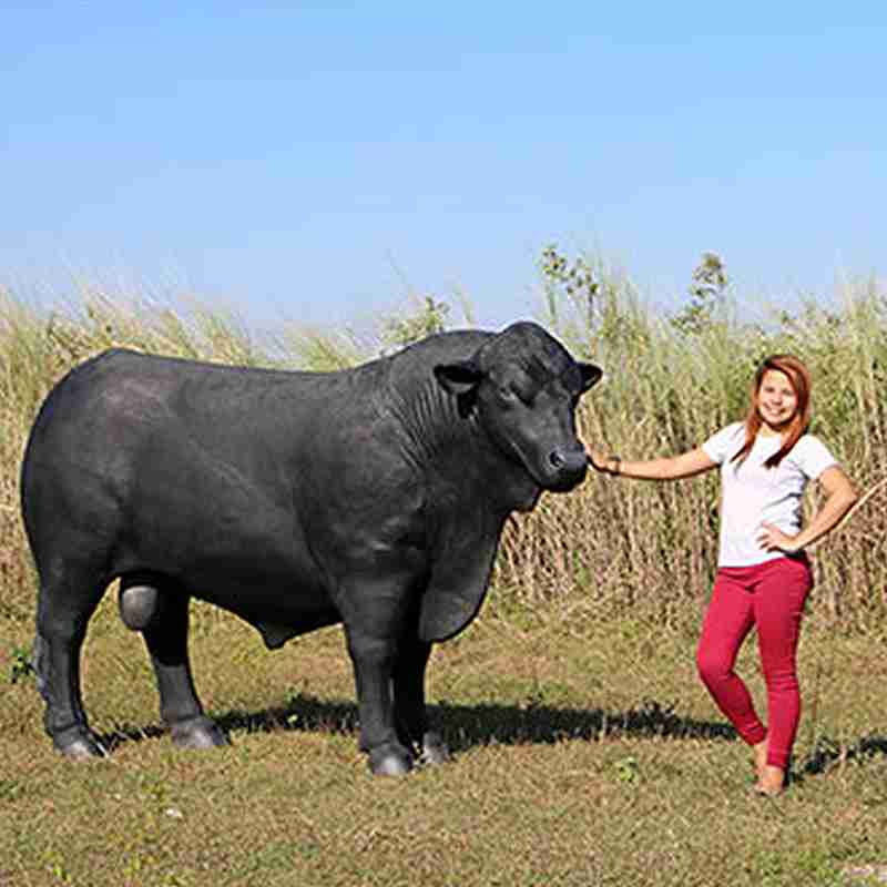 楽天市場 実物大 動物 オブジェ アンガス 牛 黒 動物 インテリア イベント ディスプレイ うし ウシ Gracious