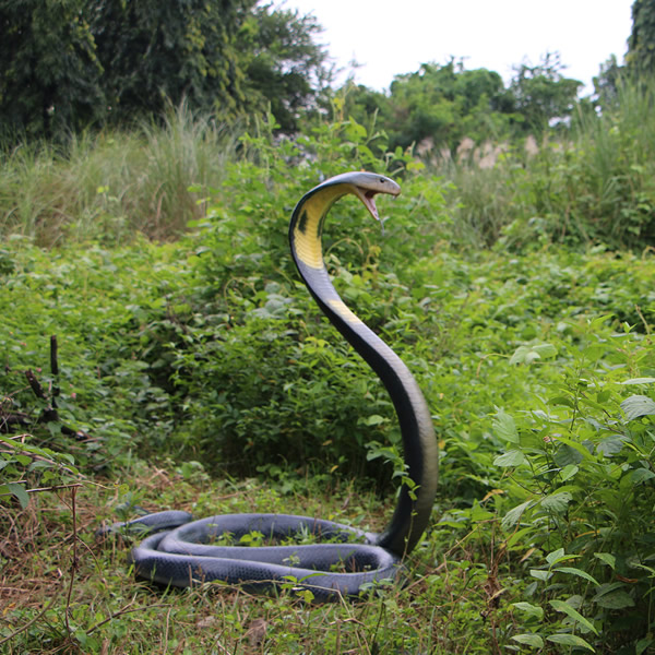 毛の荒物 オブジェ コブラ 室内装飾 でき事 見せびらかす King Cobra