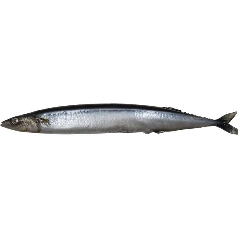 さんま サンマ 秋刀魚 実物大の生魚 食料雑貨類標本 日本製