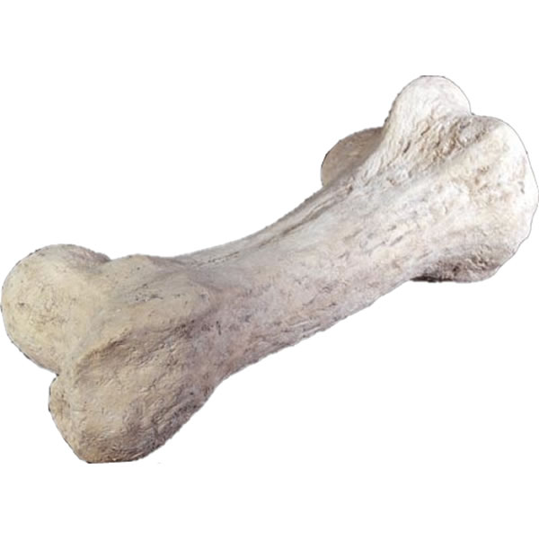 オブジェ 恐竜の骨 インテリア イベント ディスプレイ Dinosaur Bone