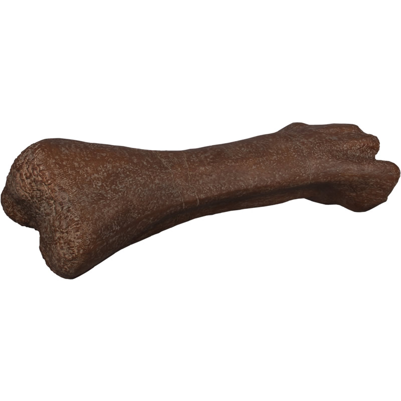 恐竜 オブジェ ティラノサウルスの大腿骨の化石 インテリア イベント ディスプレイ Titanosaur Femur