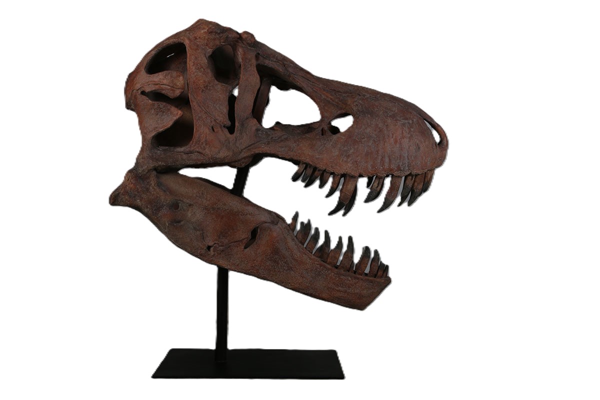 恐竜 オブジェ ティーレックスの頭骨 壁掛け ブロンズ インテリア イベント ディスプレイ Giant T-Rex Skull|Gracious