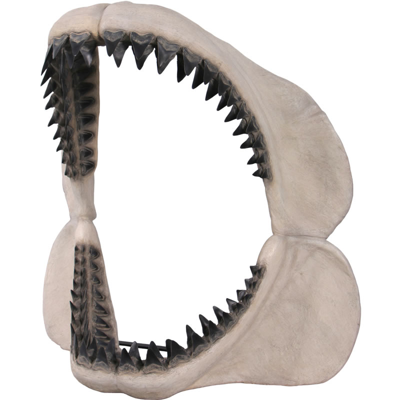 恐竜 オブジェ メガロドンの顎 インテリア イベント ディスプレイ Megalodon Jaw|Gracious