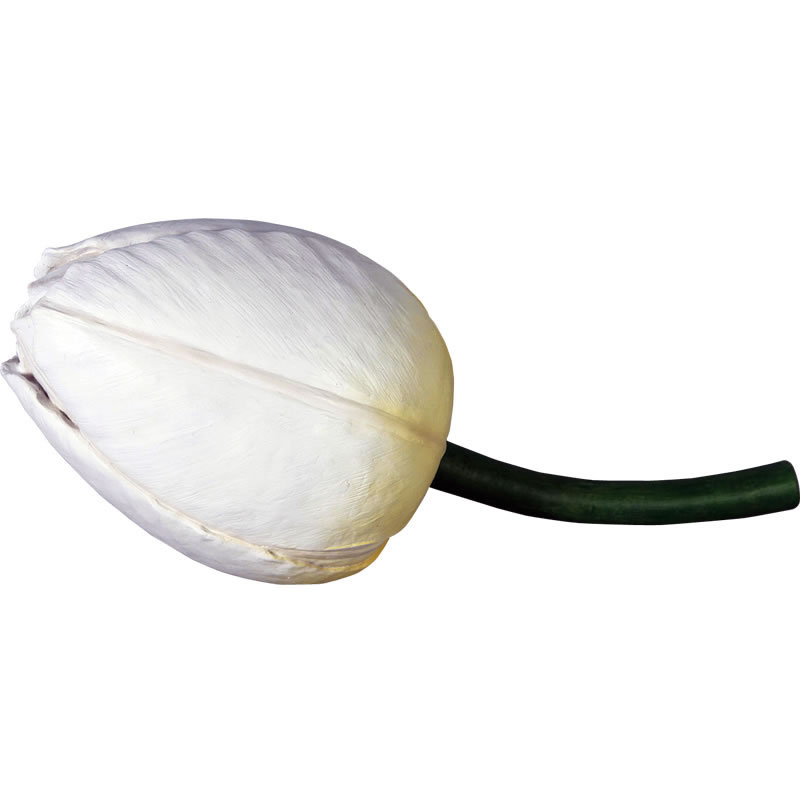 オブジェ チューリップ 白いこと 60cm×39珊 室内装飾 出来事 見せびらかす Tulip