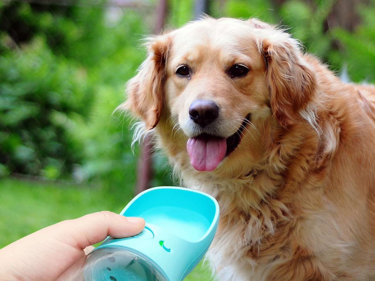 楽天市場 送料無料 犬 猫 給水器 携帯用 ペット ウォーター ボトル 350ml 水槽付き 水漏れ防止 Bpaフリー 犬猫 散歩 旅行用品 携帯便利 軽量タイプ 小型 中型 大型 ロック付き 水いれ ミニ Mini かわいデザイン キングバックヤード