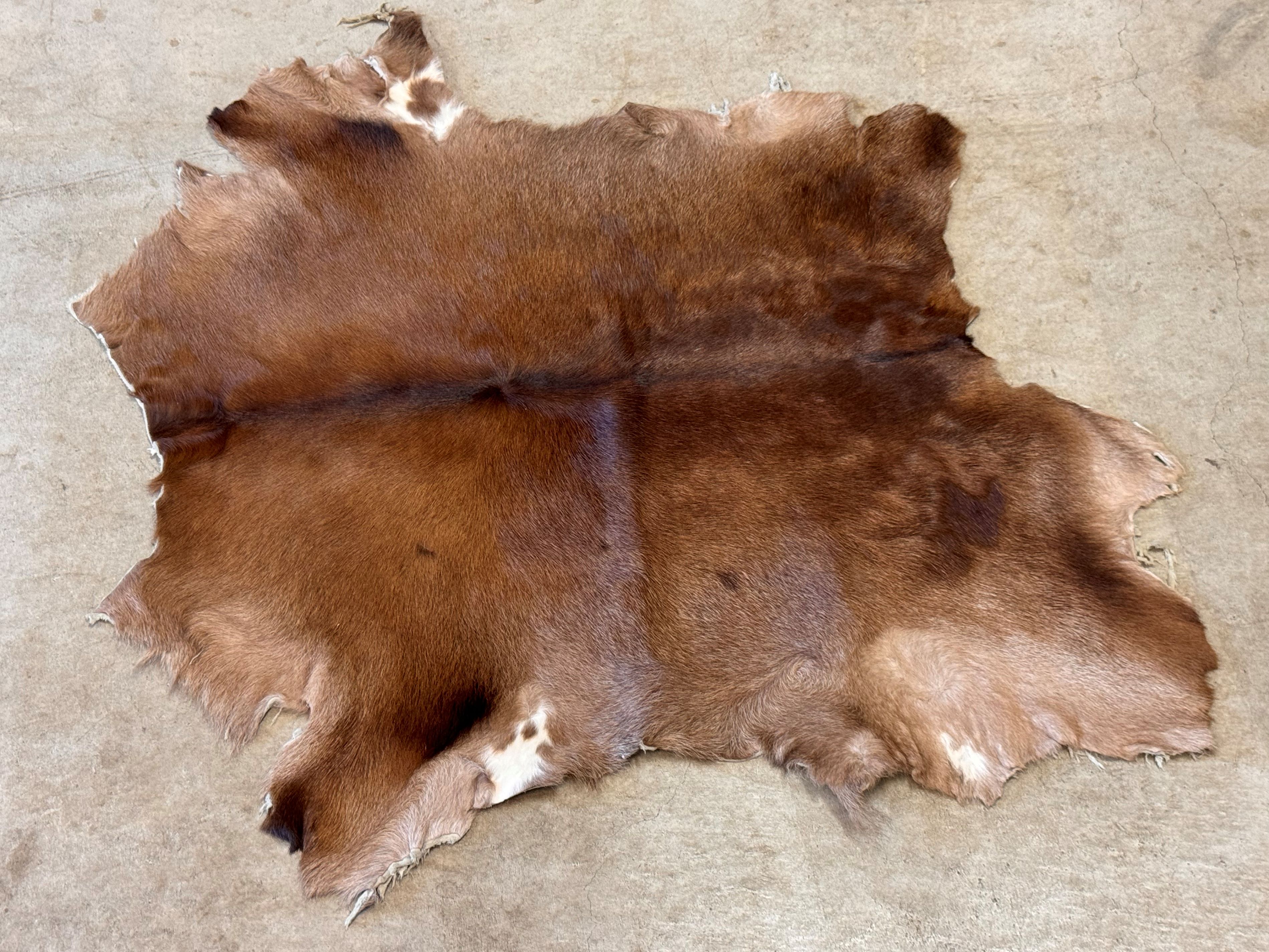 【新品】南アフリカ産　天然毛皮　ラグ　スプリングボック 楽天市場】スプリングボック 敷物 約 135×81 cm 剥製 革