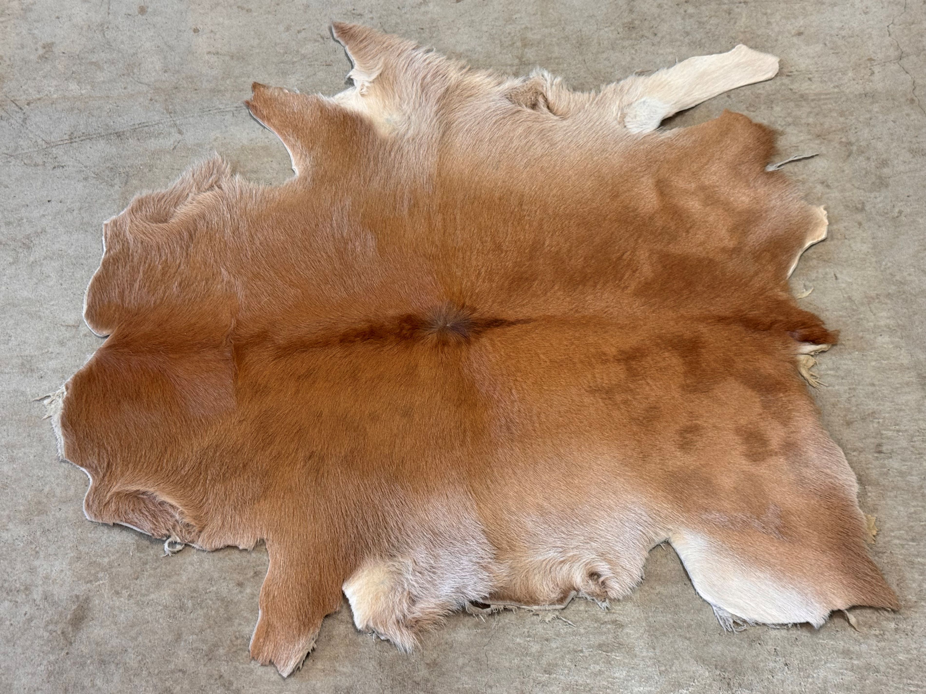 楽天市場】ゴートレザー goat 毛皮 マット 1点物 1枚革 山羊皮