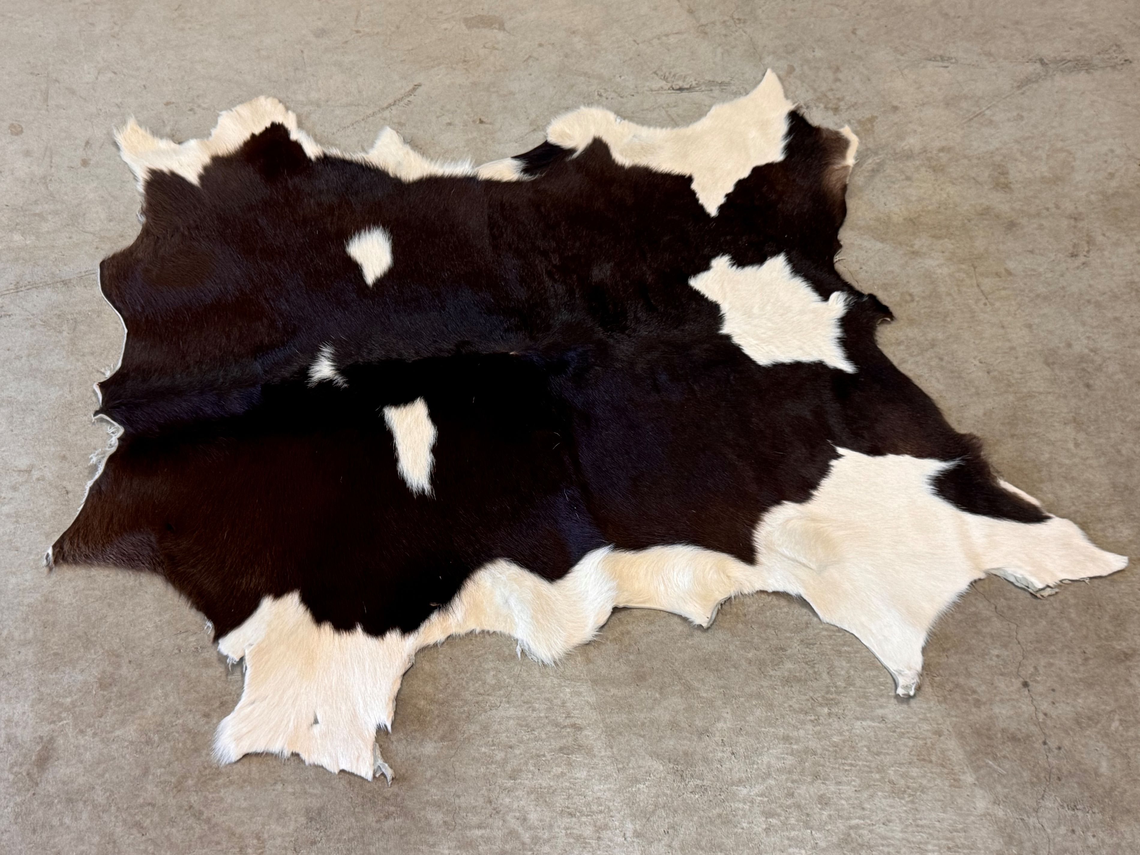 楽天市場】スプリングボック 敷物 約 135×81 cm 剥製 革 アニマル ラグ