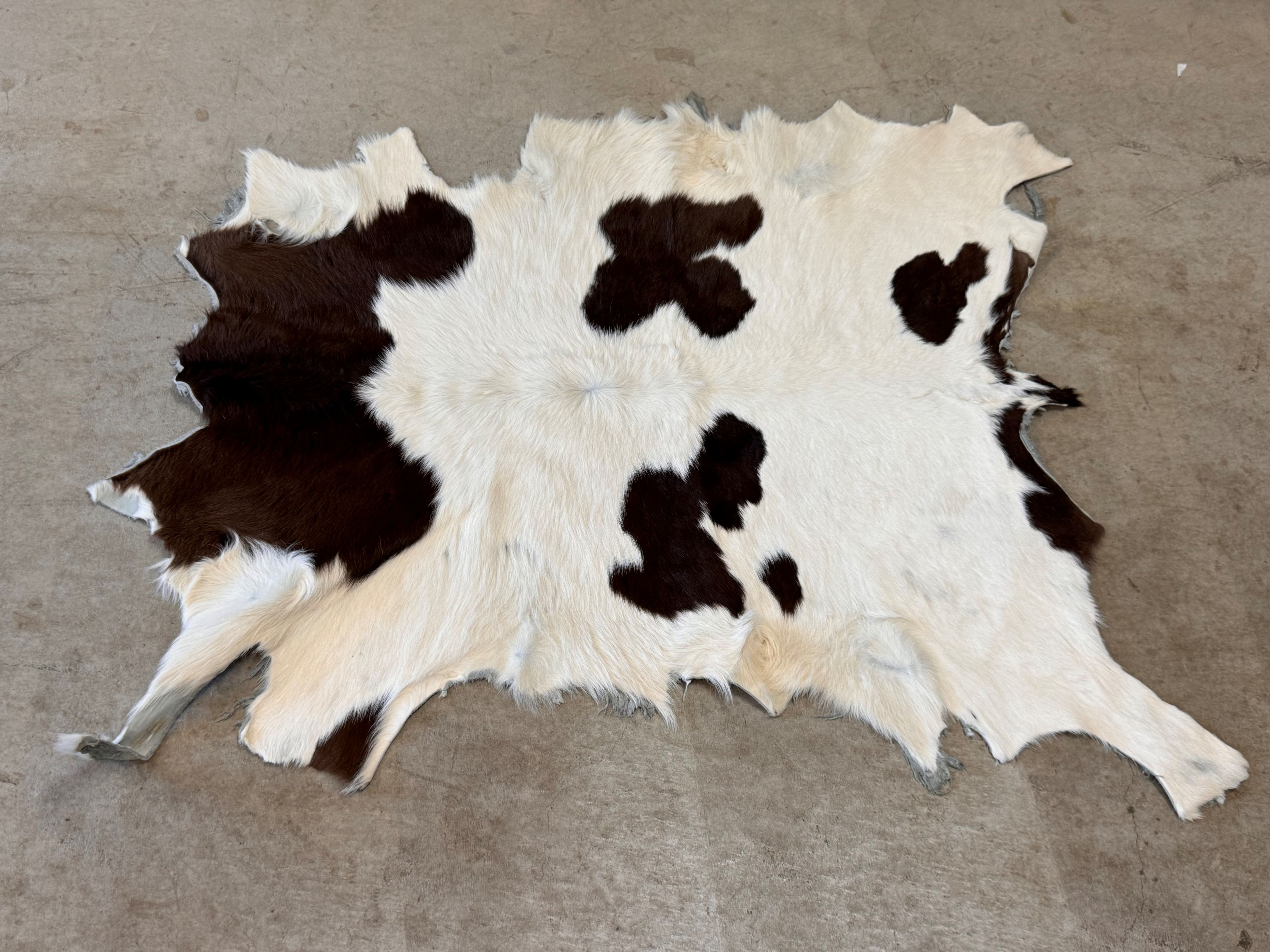 楽天市場】スプリングボック 敷物 約 135×81 cm 剥製 革