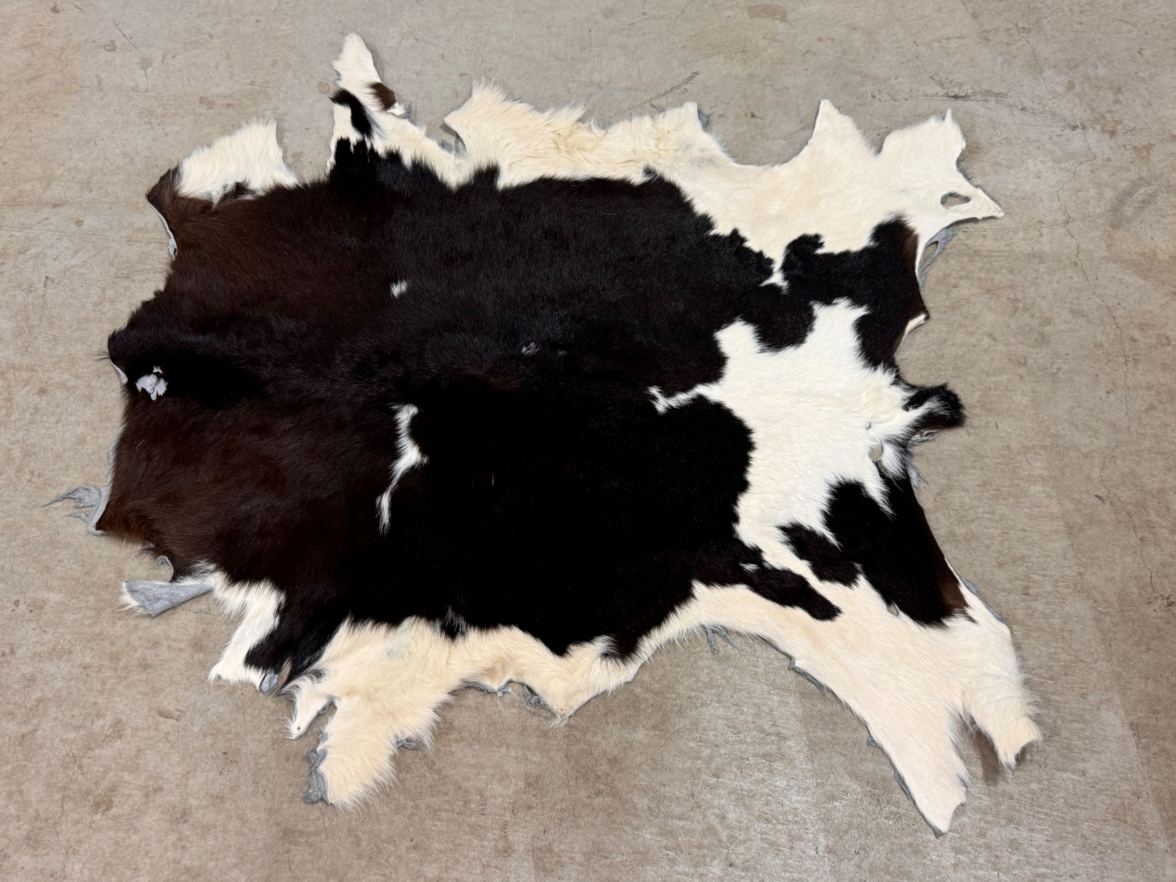 楽天市場】スプリングボック 敷物 約 135×81 cm 剥製 革 アニマル ラグ