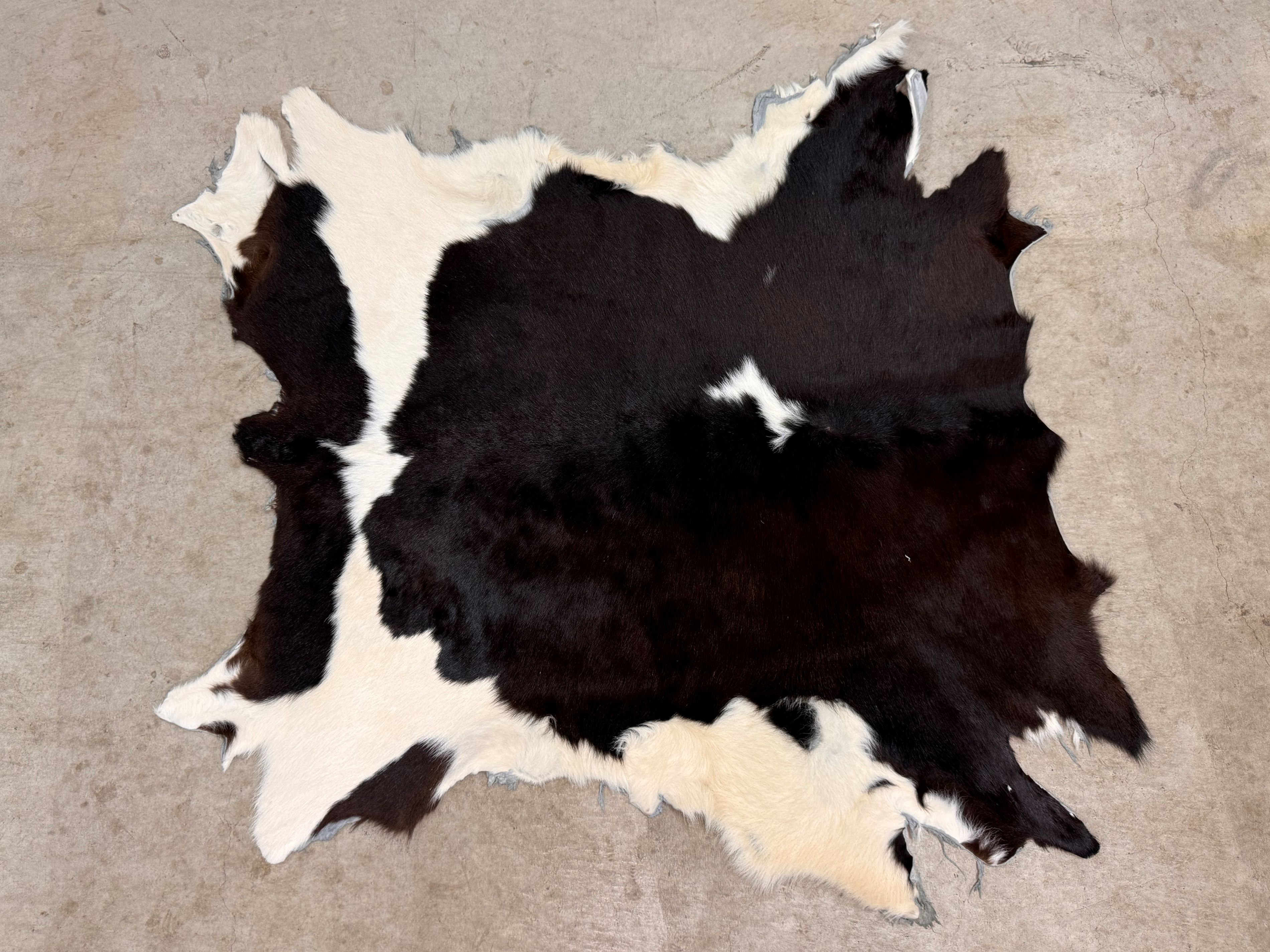 楽天市場】スプリングボック 敷物 約 135×81 cm 剥製 革 アニマル ラグ