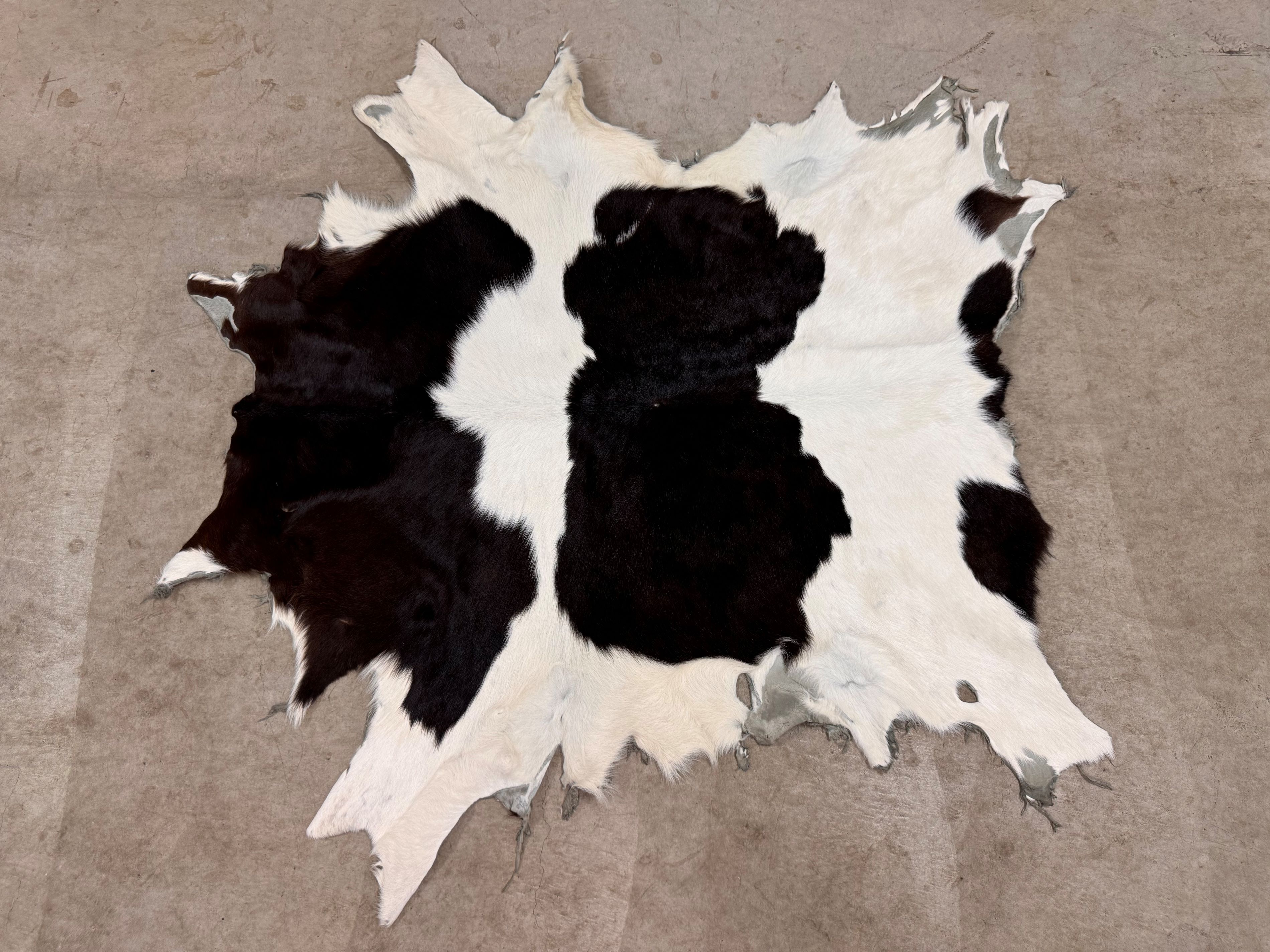 楽天市場】スプリングボック 敷物 約 135×81 cm 剥製 革 アニマル ラグ