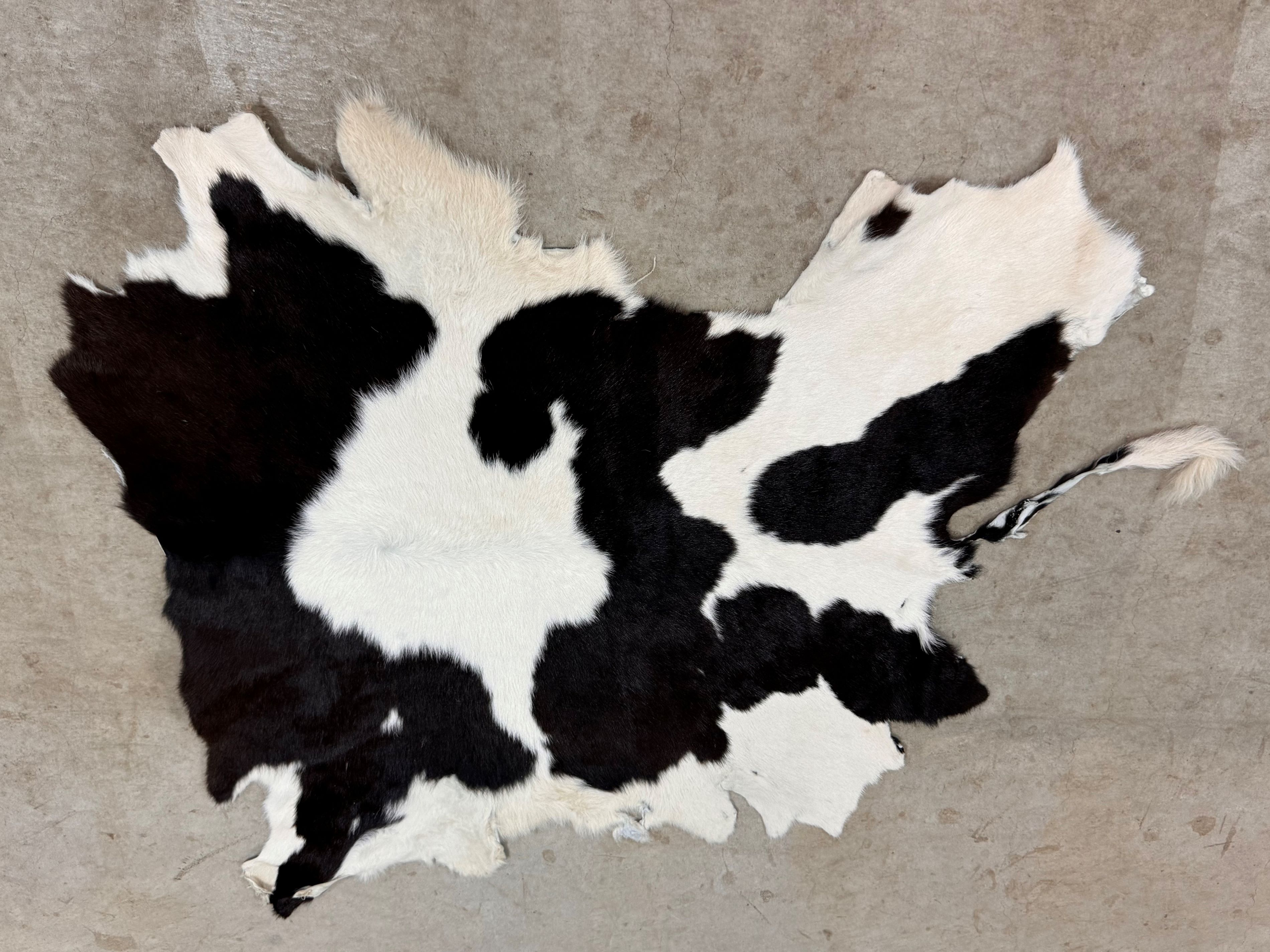 楽天市場】スプリングボック 敷物 約 135×81 cm 剥製 革 アニマル ラグ