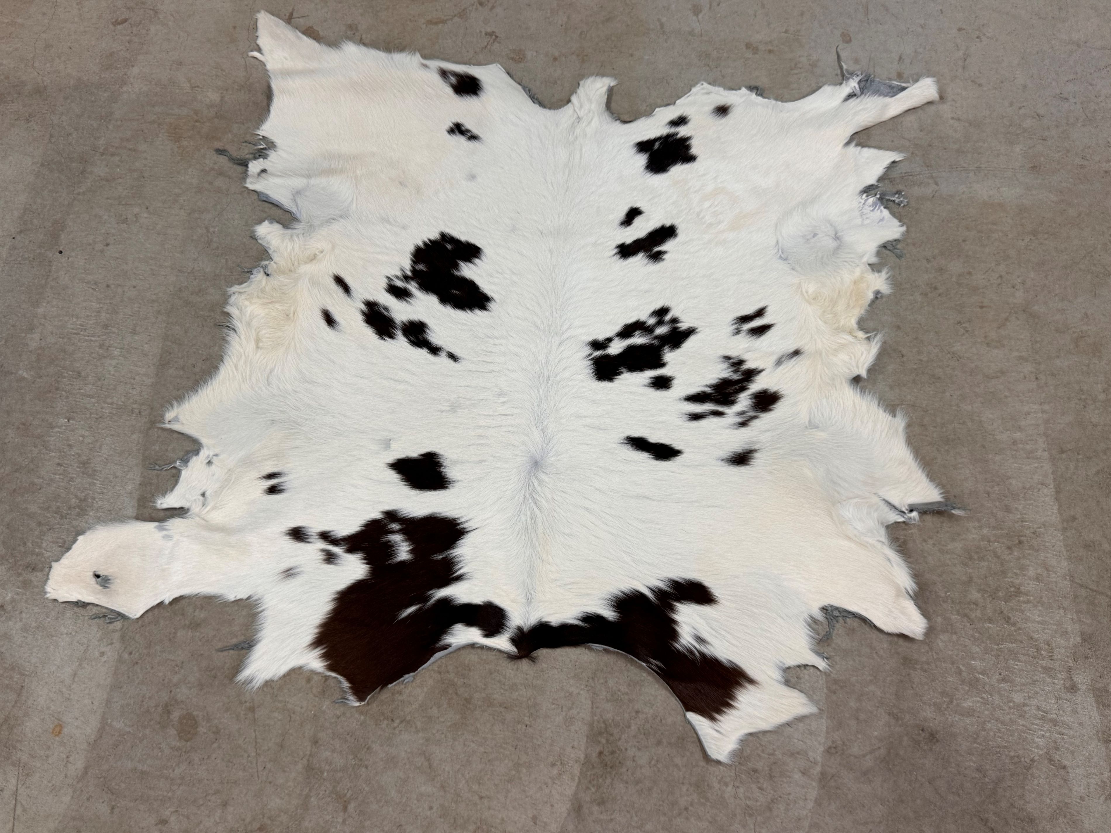 楽天市場】スプリングボック 敷物 約 135×81 cm 剥製 革 アニマル ラグ