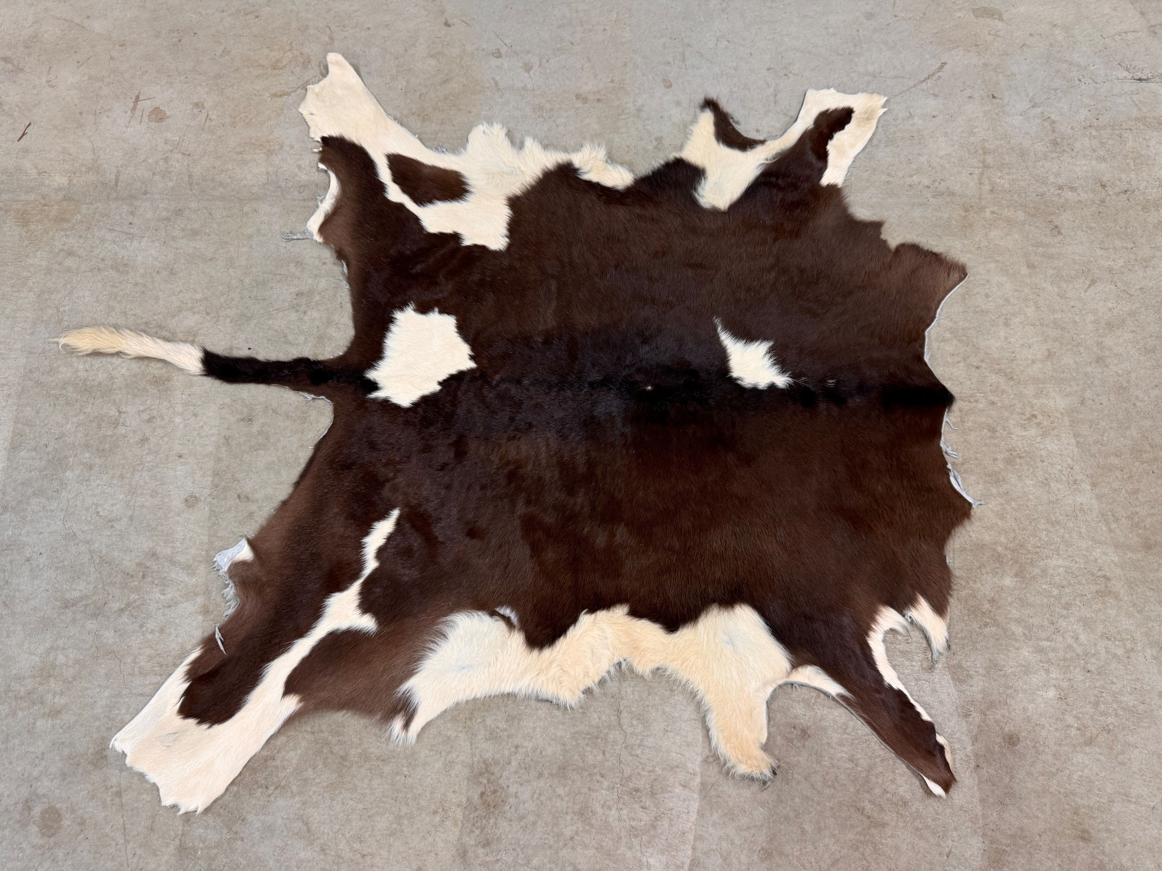 楽天市場】スプリングボック 敷物 約 135×81 cm 剥製 革 アニマル ラグ