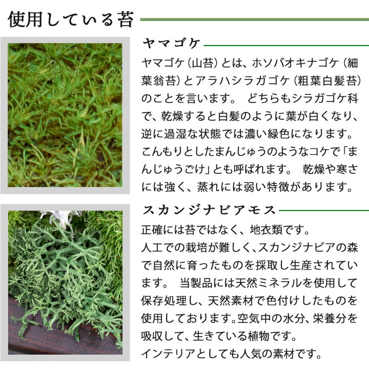 プレゼント 苔 インテリア 送料無料 卓上 立てかけ 盆栽 植物 観賞用 モス 苔リウム テラリウム ヤマゴケ スカンジナビアモス 北欧 癒しグッズ グリーン ウォールグリーン グリーンウォール エアプランツ ジオラマ ギフト 誕生日 おしゃれ Giosenglish Com