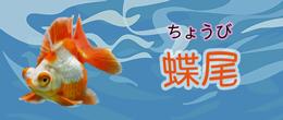 楽天市場】【金魚宝典】中国金魚図鑑 : 金魚宝典 楽天市場】【金魚宝典】中国金魚図鑑 : 金魚宝典