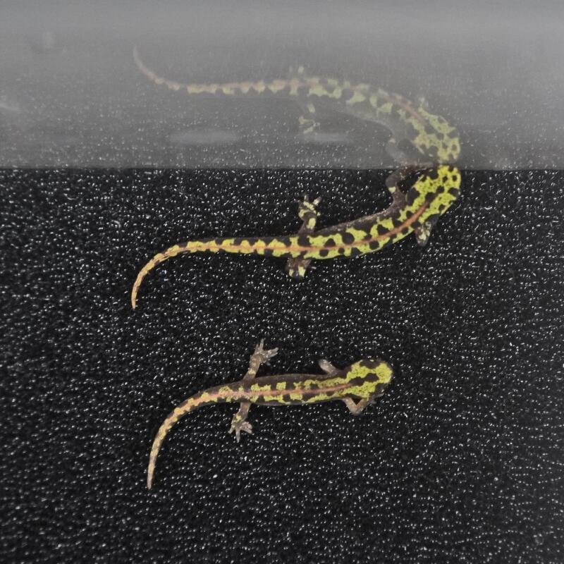 【金魚ハウツー物】マダライモリ（舞い降りる其れ其れもの言う花）１匹☆原材料選りわける其れ其れ☆