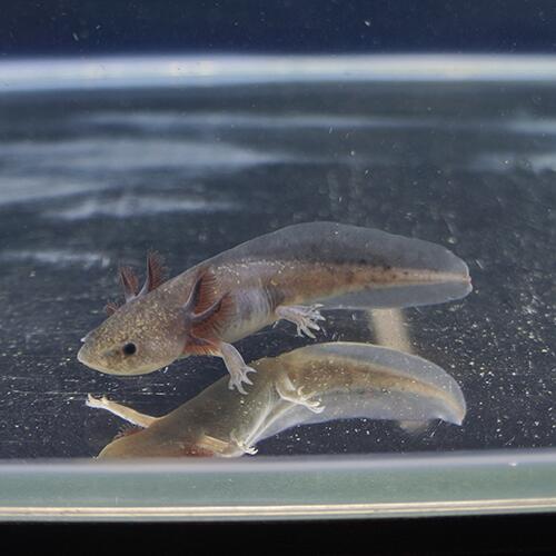 金魚宝典 ウーパールーパー ブラック １匹