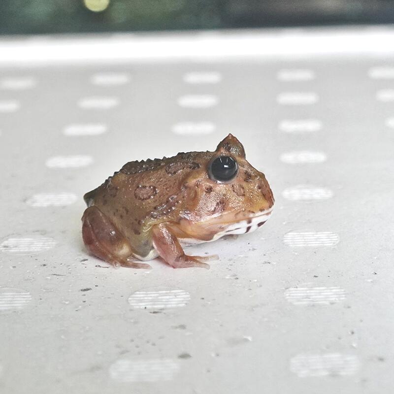 楽天市場】【金魚宝典】クランウェルツノガエル ミュータント