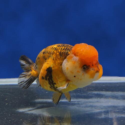 キリン三色らんちゅう 金魚宝典 観賞魚 Dh148 ２才 12ｃｍ セレクト個体 金魚宝典写真の個体をお届けいたします